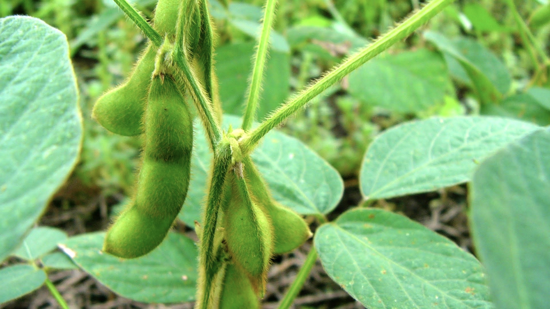 枝豆を栽培したのに膨らまない原因 失敗しないで美味しく育てるコツ 気ままにナビっち